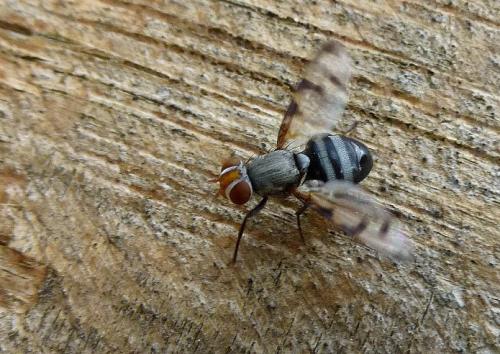 Herina tristis