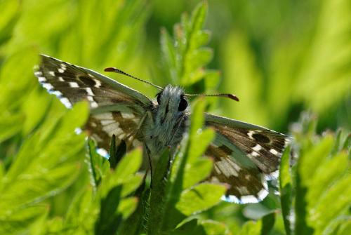 Pyrgus sp.