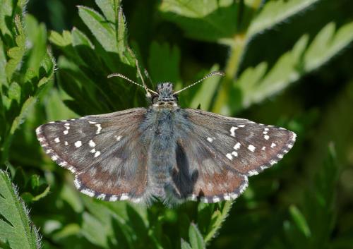 Réf. 147 562 : Pyrgus sp.