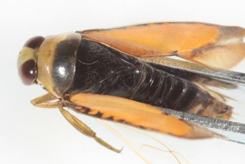 Notonecta glauca