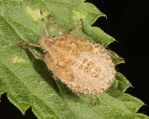 Réf. 147 735 : Dolycoris baccarum