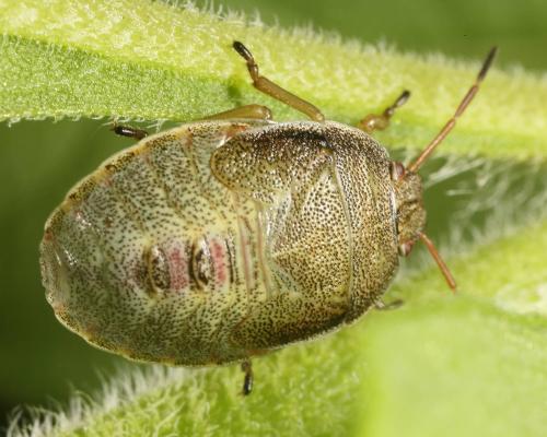 Réf. 147 737 : Piezodorus lituratus
