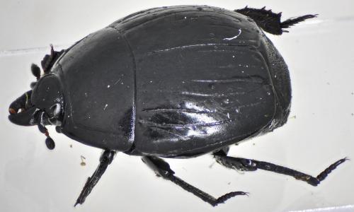 Réf. 147 426 : Margarinotus ventralis