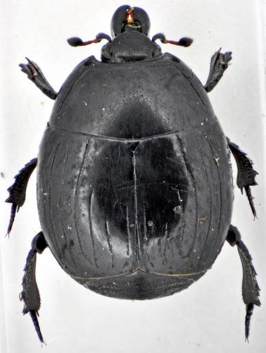 Réf. 147 423 : Margarinotus ventralis