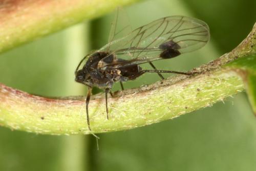 Anoecia corni