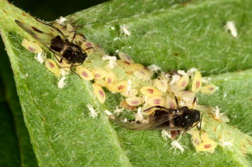 Réf. 147 162 : Anoecia corni