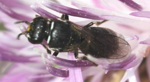 Hylaeus lineolatus