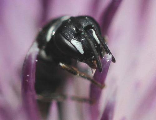 Hylaeus lineolatus