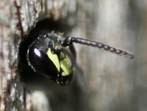 Hylaeus communis