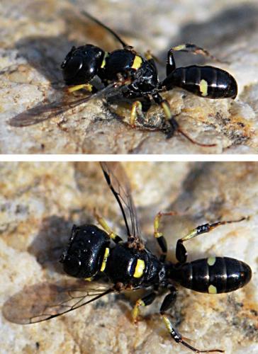 Tracheliodes quinquenotatus