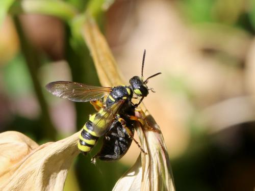 Cerceris arenaria