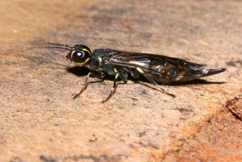 Xiphydria longicollis