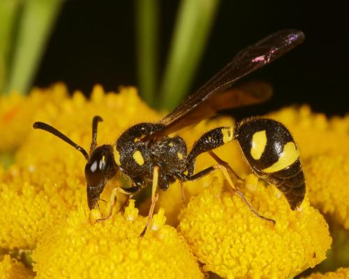 Réf. 147 901 : Eumenes coronatus