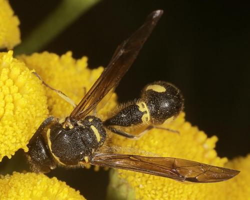 Réf. 147 934 : Eumenes coronatus