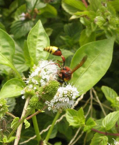Delta unguiculatum
