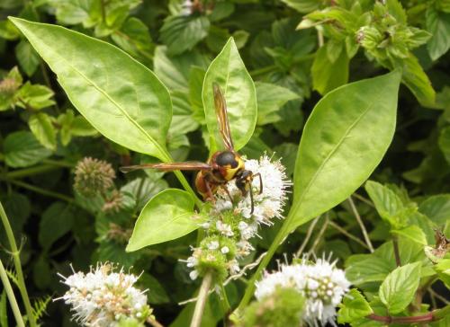 Delta unguiculatum