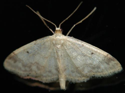 Réf. 147 826 : Idaea biselata