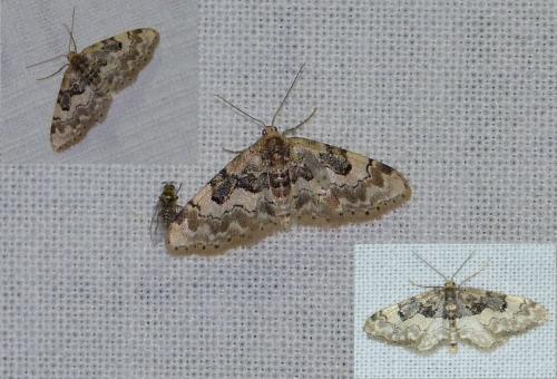 Idaea figuraria