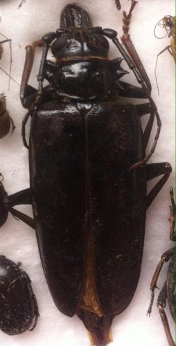 Anthracocentrus arabicus