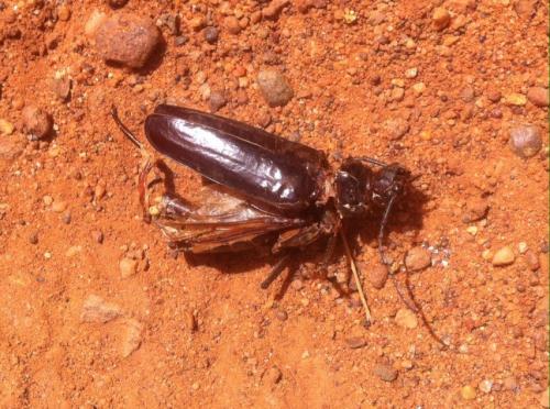Anthracocentrus arabicus