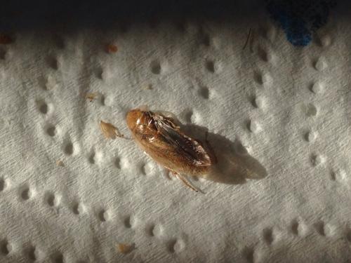 Réf. 147 916 : Ectobius sp.