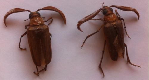 Polyarthron pectinicorne