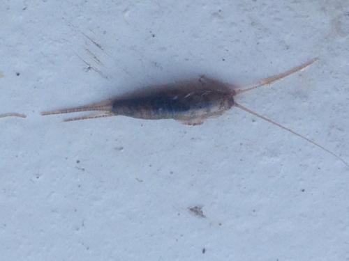 Ctenolepisma sp.