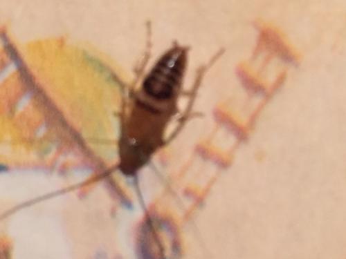 Ectobius sp.