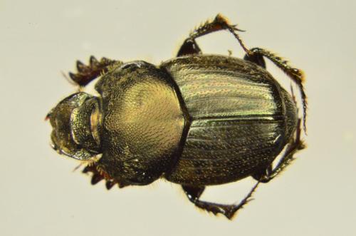 Réf. 147 122 : Onthophagus sp.