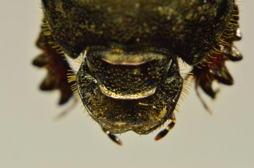 Réf. 147 123 : Onthophagus sp.
