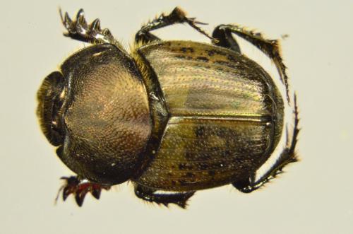 Réf. 147 125 : Onthophagus vacca