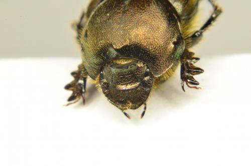 Réf. 147 127 : Onthophagus vacca