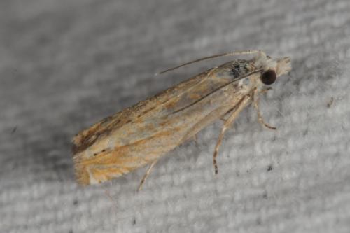 Réf. 147 105 : Eucosma sp.
