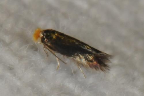 Stigmella sp.