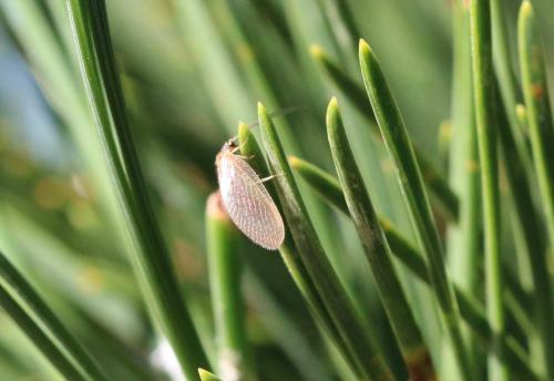 Hemerobius sp.