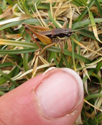 Anonconotus mercantouri