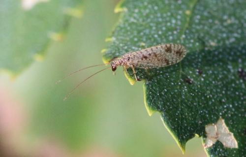 Micromus variegatus