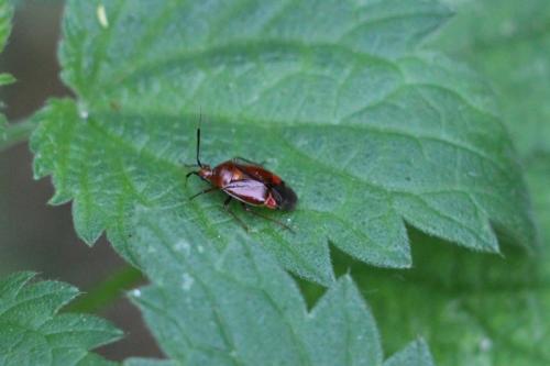 Réf. 147 208 : Deraeocoris ruber