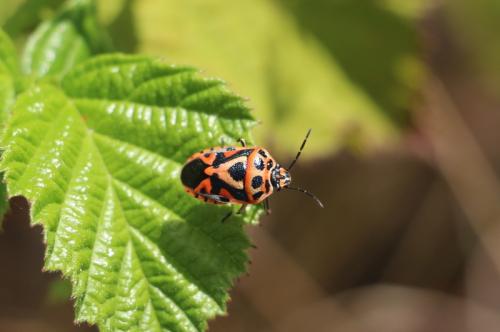 Eurydema ornata