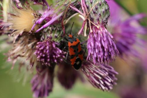 Lygaeus sp.