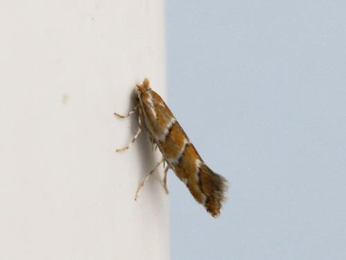 Réf. 147 095 : Cameraria ohridella