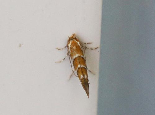 Réf. 147 096 : Cameraria ohridella
