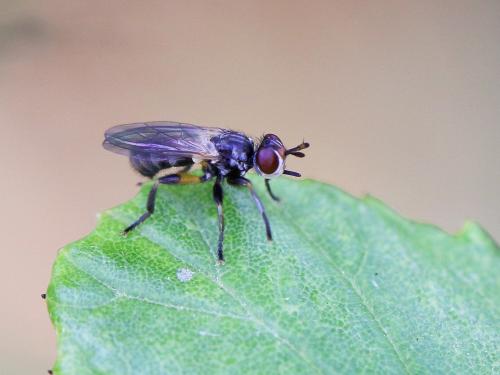 Thecophora atra
