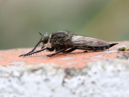 Machimus cyanopus