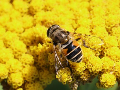 Eristalis arbustorum