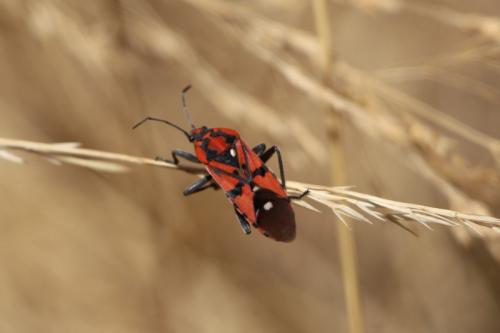 Réf. 147 676 : Spilostethus pandurus