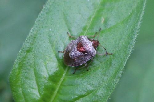 Réf. 147 675 : Stagonomus venustissimus