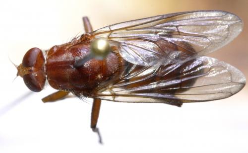 Hammerschmidtia ferruginea