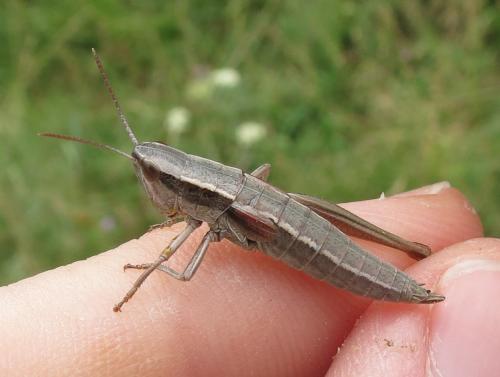 Euthystira brachyptera
