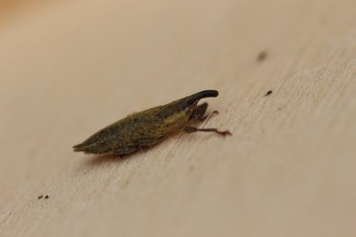 Lixus mucronatus